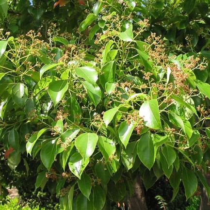 Huile essentielle BOIS DE HÔ, Cinnamomum camphora CT linalol 15ml